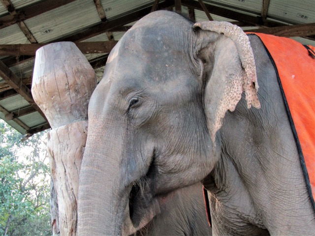Elecoats World Elephant Alliance