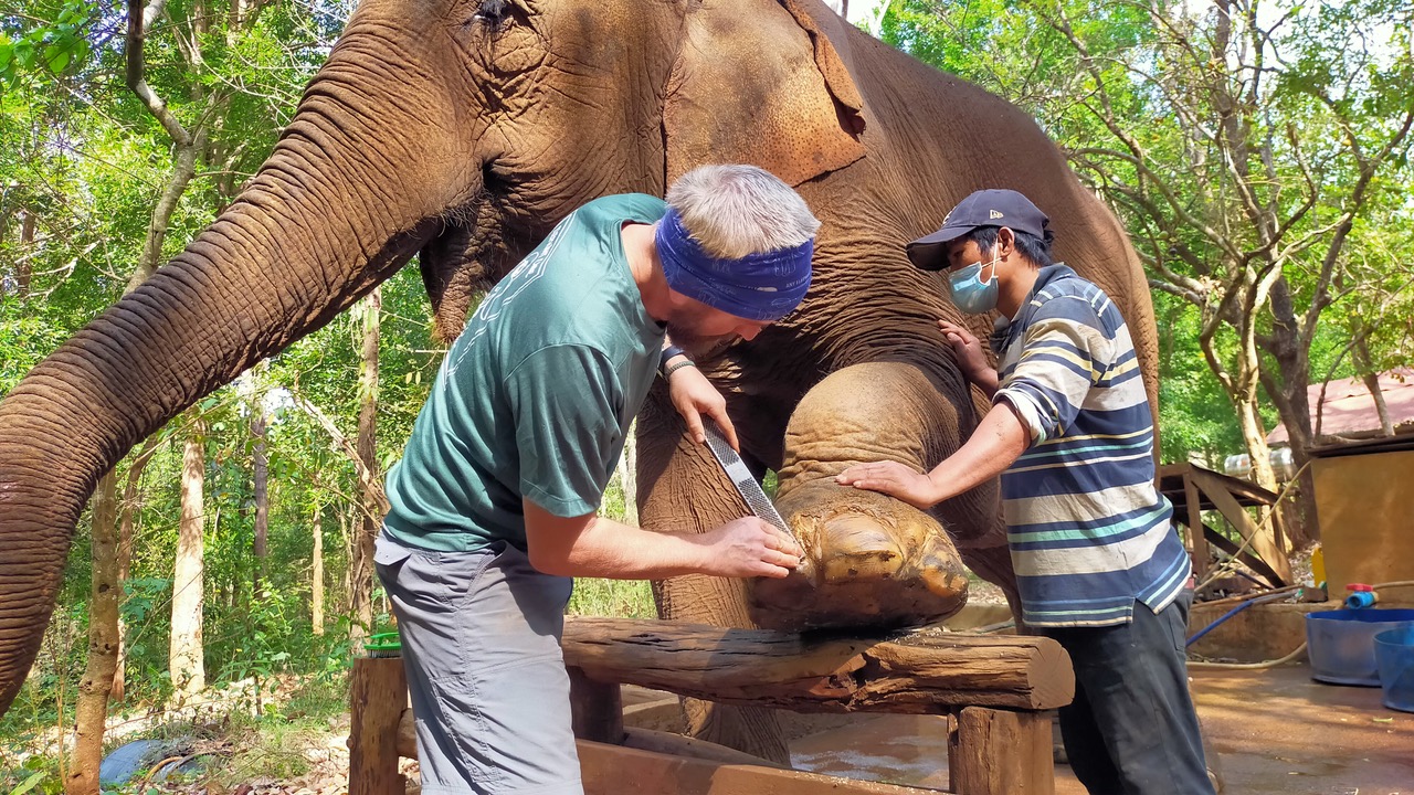 The Long Road to Helping All Elephants