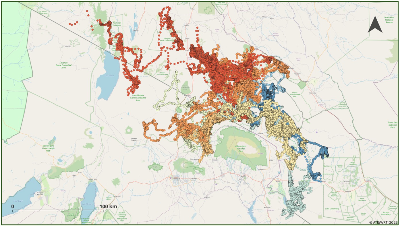 Help the Amboseli Elephants and Stop Trophy Hunting