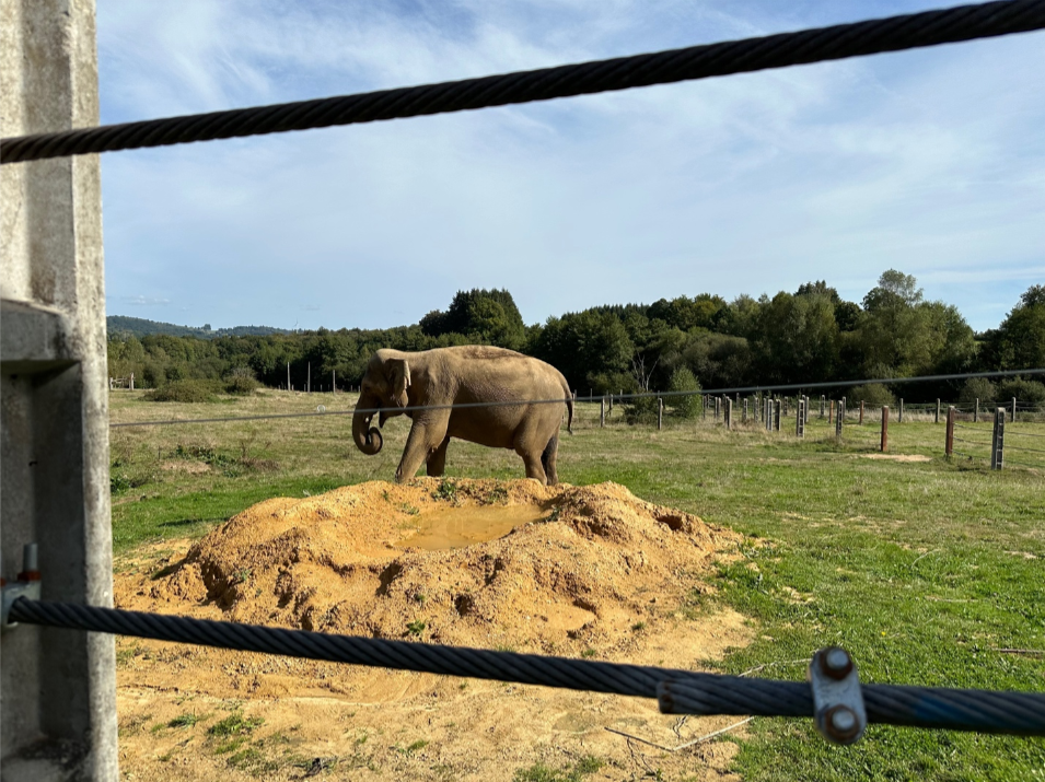 Visiting Elephant Haven in France