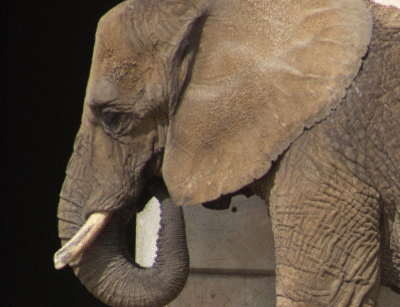 Standing up to the Oppression for Ely the lonely Elephant of Mexico