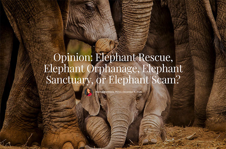 Opinion: Elephant Rescue, Elephant Orphanage, Elephant Sanctuary, or Elephant Scam?