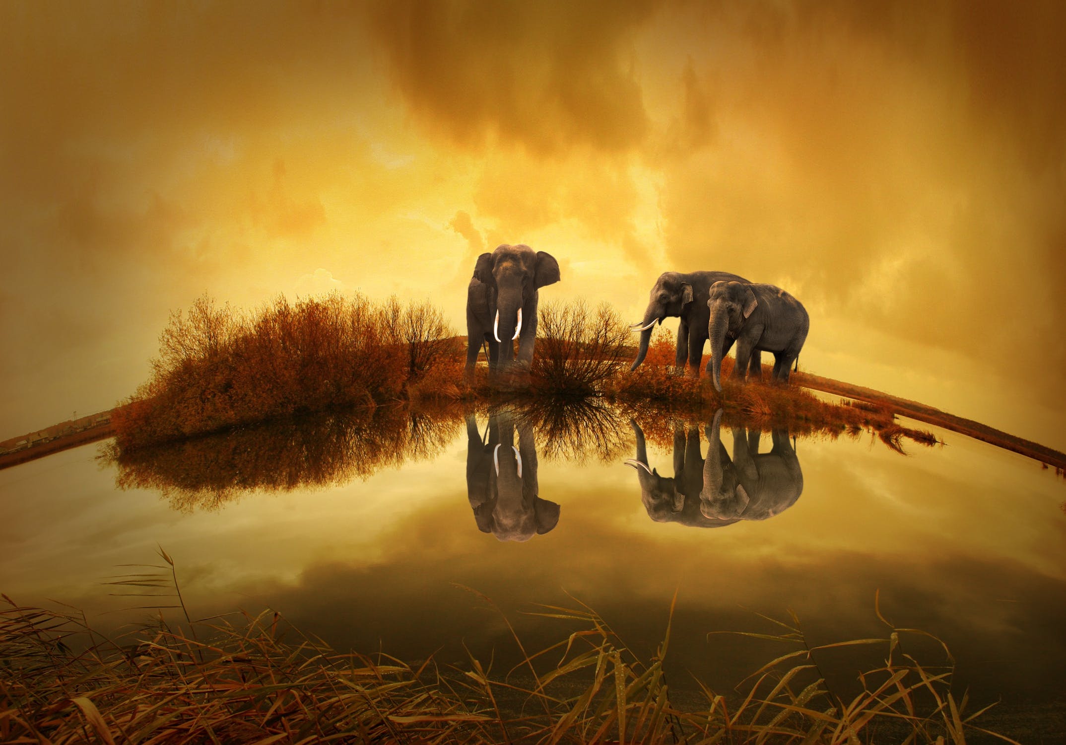 Elephants in the Anthropocene Rewilding
