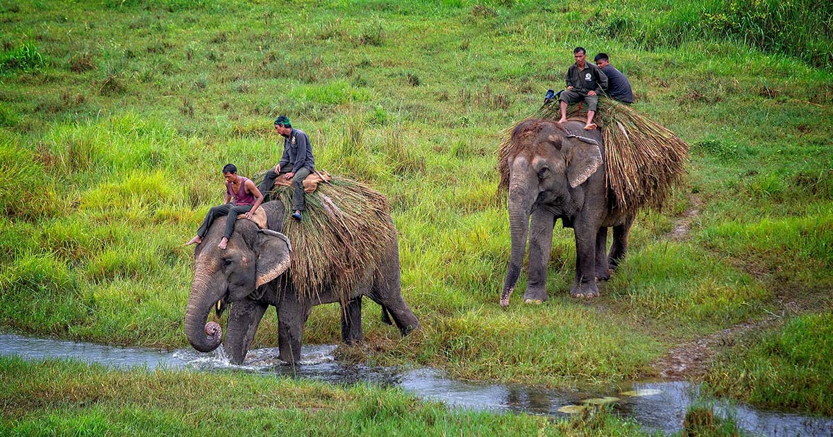 A Historic Victory: Nepal’s Supreme Court Rules Elephants Are Sentient Beings, Orders End to Rides